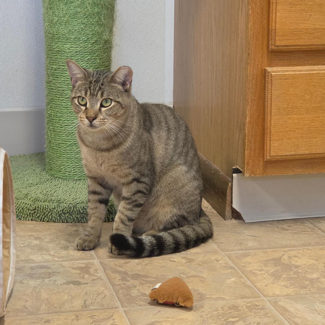 Enlarge Teddy, a Adopted Domestic Short Hair in Dillsburg, PA image 2/6