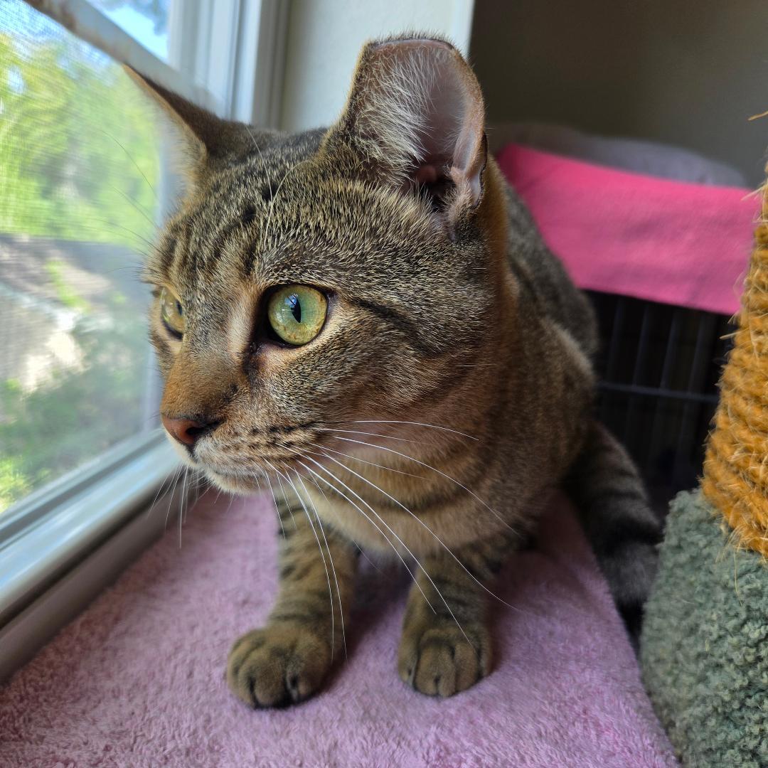 Teddy, Adopted, Young Male Domestic Short Hair.