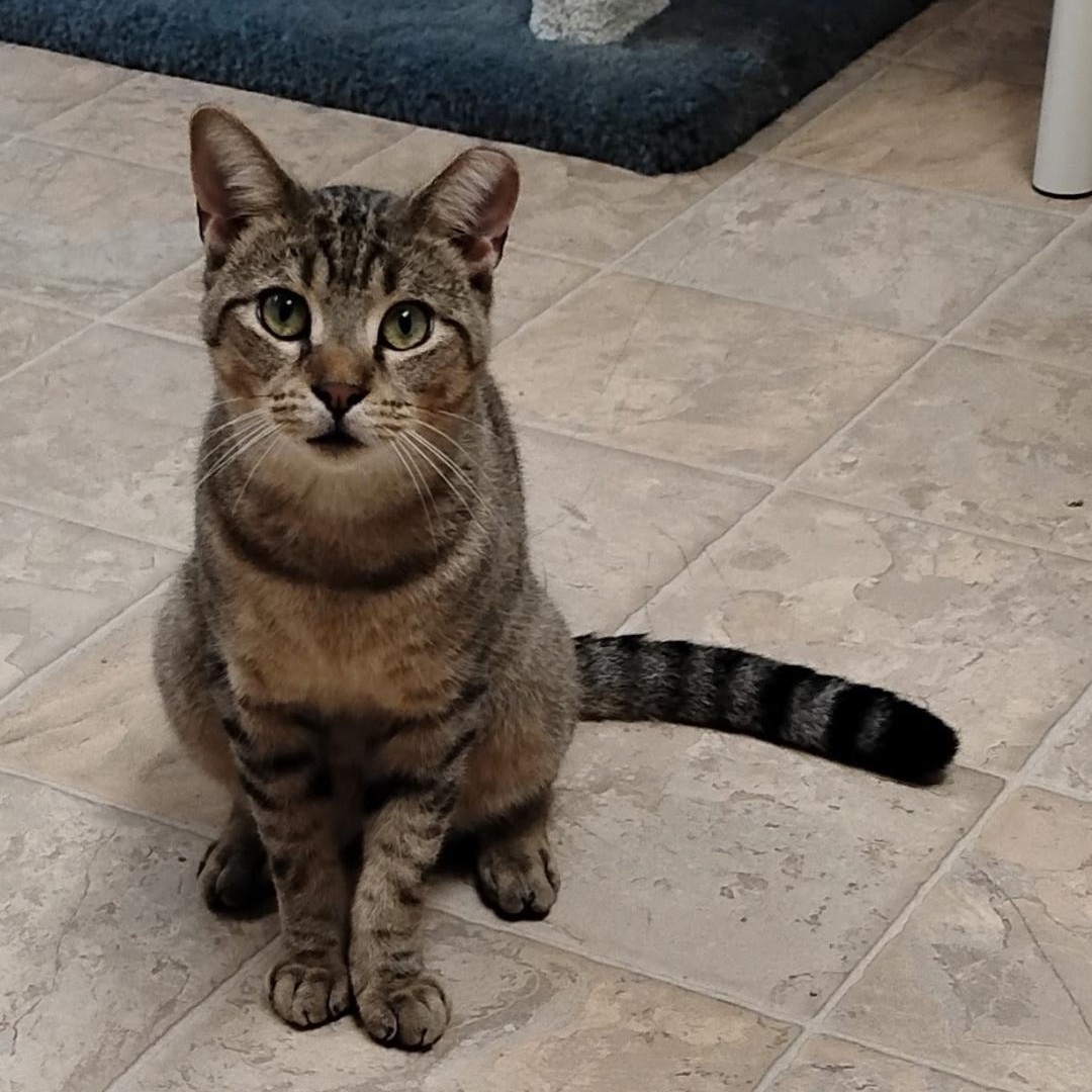Enlarge Teddy, a Adopted Domestic Short Hair in Dillsburg, PA image 3/6