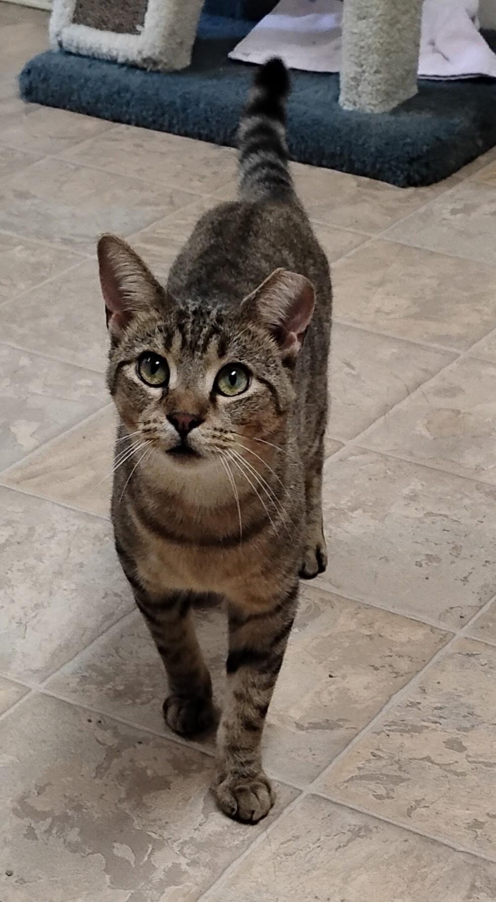 Enlarge Teddy, a Adopted Domestic Short Hair in Dillsburg, PA image 4/6