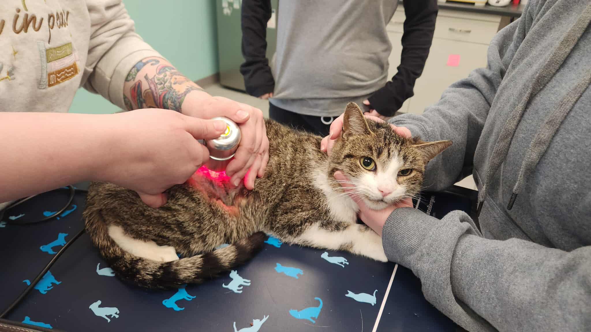 Enlarge Burnice, an adoptable Domestic Short Hair in Manchester, MD image 4/4