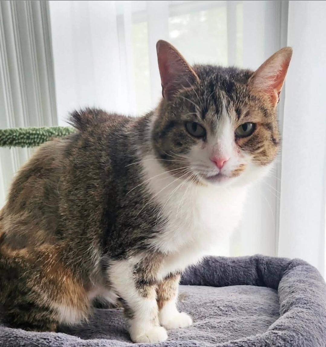 Enlarge Burnice, an adoptable Domestic Short Hair in Manchester, MD image 2/4