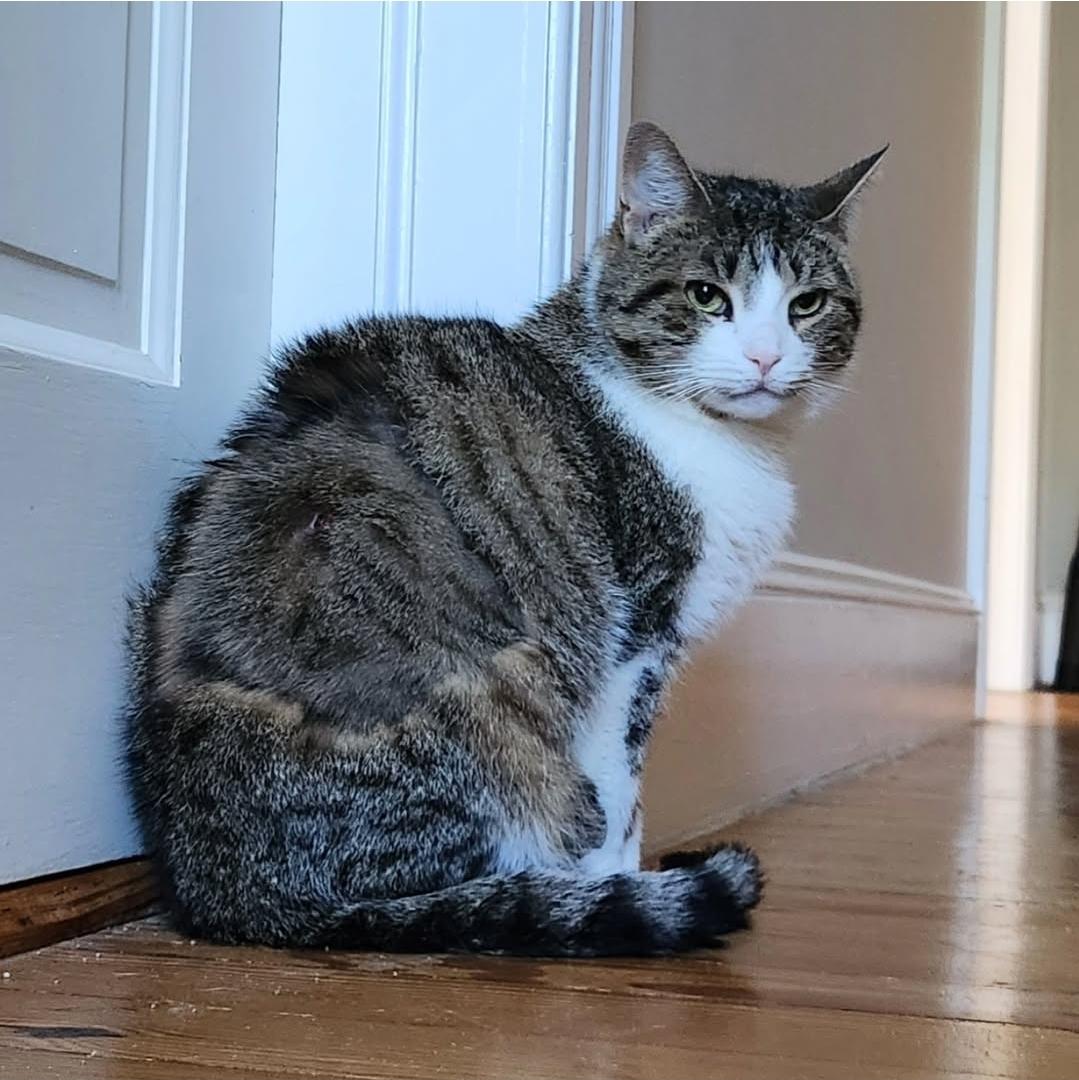 Enlarge Burnice, an adoptable Domestic Short Hair in Manchester, MD image 1/4