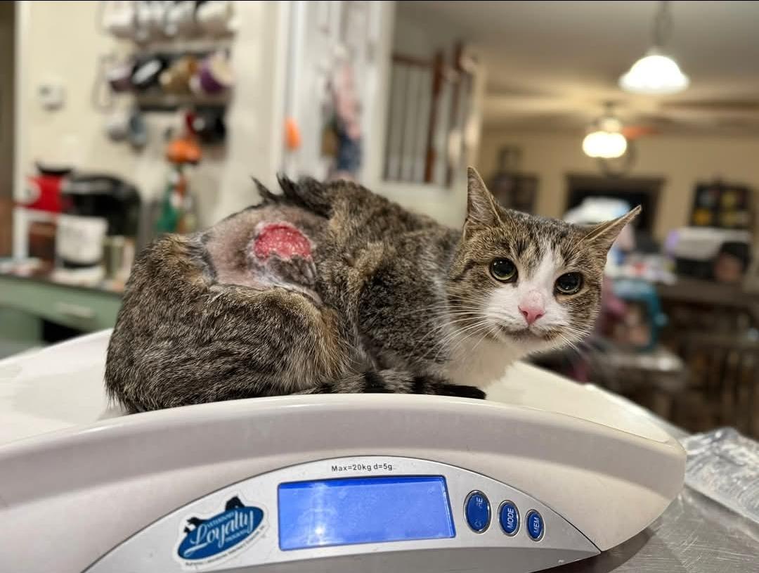 Enlarge Burnice, an adoptable Domestic Short Hair in Manchester, MD image 3/4