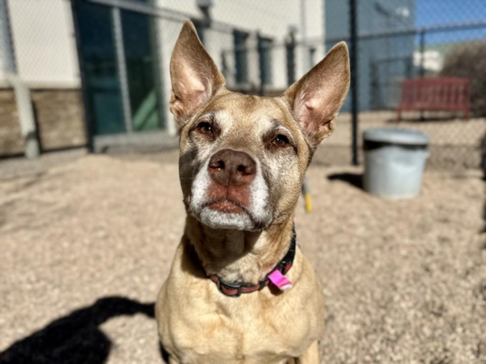 Enlarge CHELSEA, a Adoptable mixed breed in Loveland, CO image 1/1