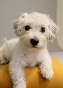 Enlarge Dixi, a Adopted mixed breed in Manor, TX image 2/2