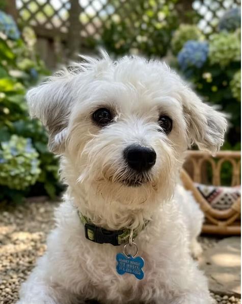 Dixi, Adopted, Young Female Miniature Poodle & Havanese.