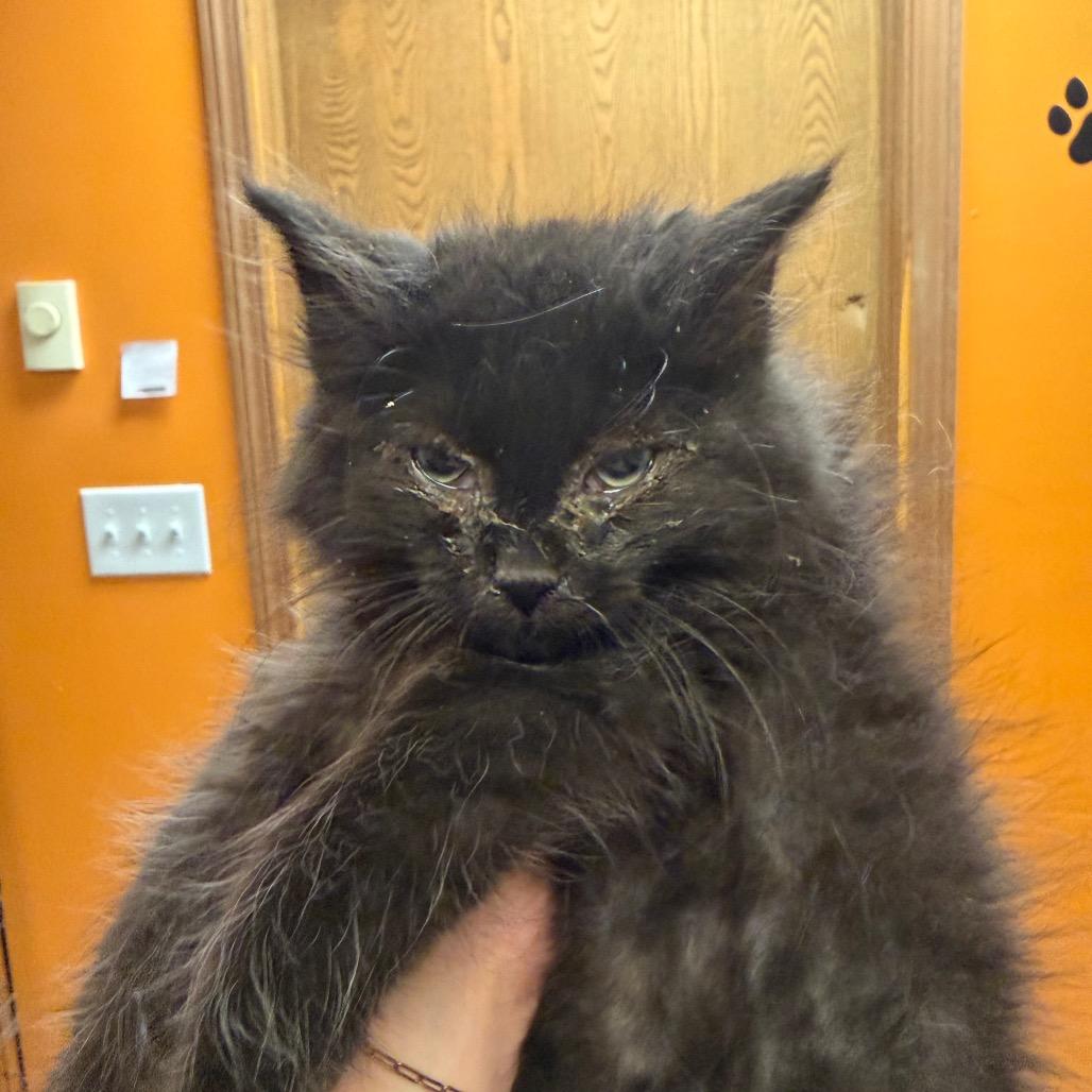 Beowulf, adopted, Kitten Male Domestic Medium Hair.