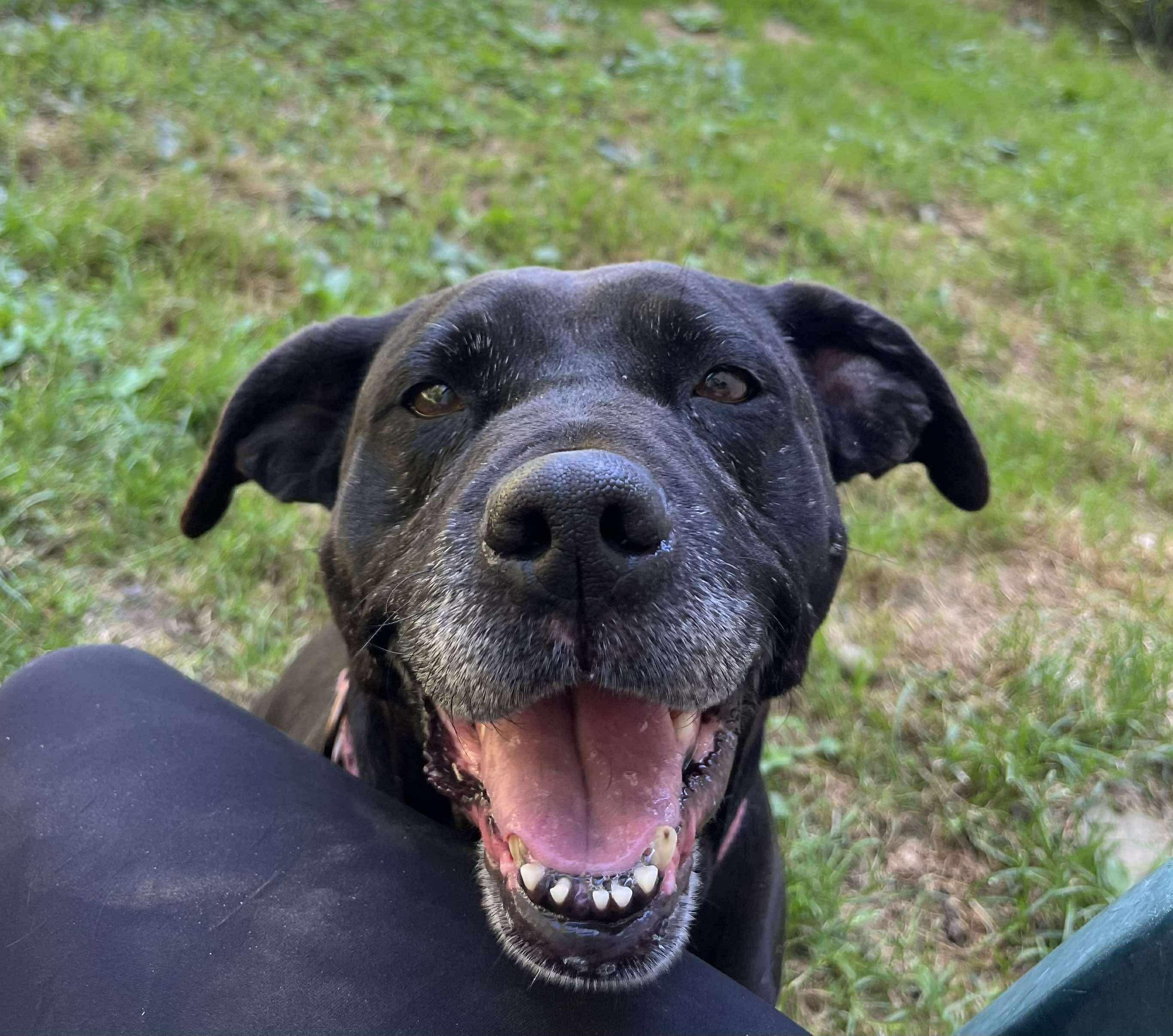 Enlarge Gypsy, a Adoptable mixed breed in Paris, ME image 4/4