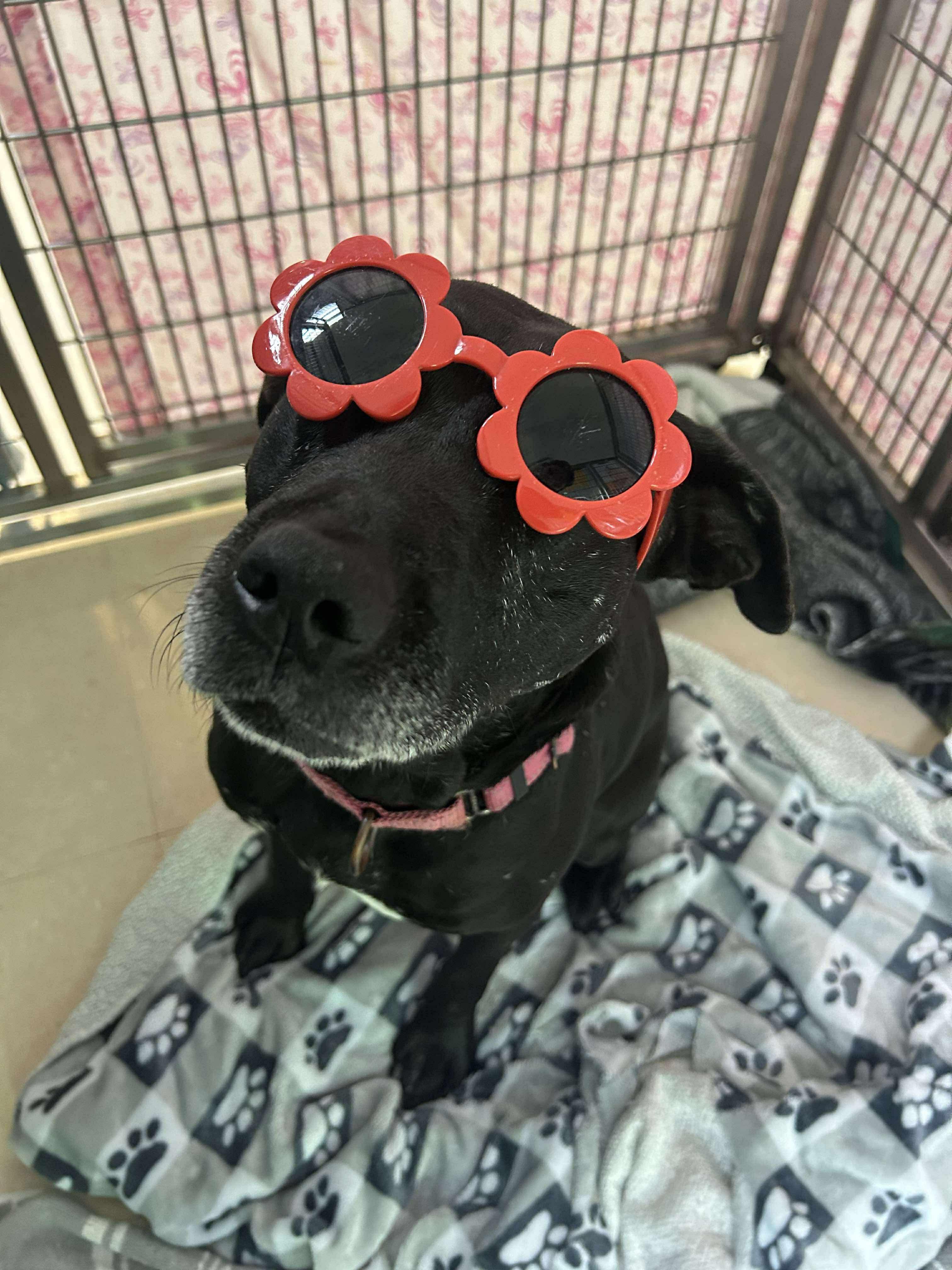 Gypsy, Adoptable, Adult Female Terrier.