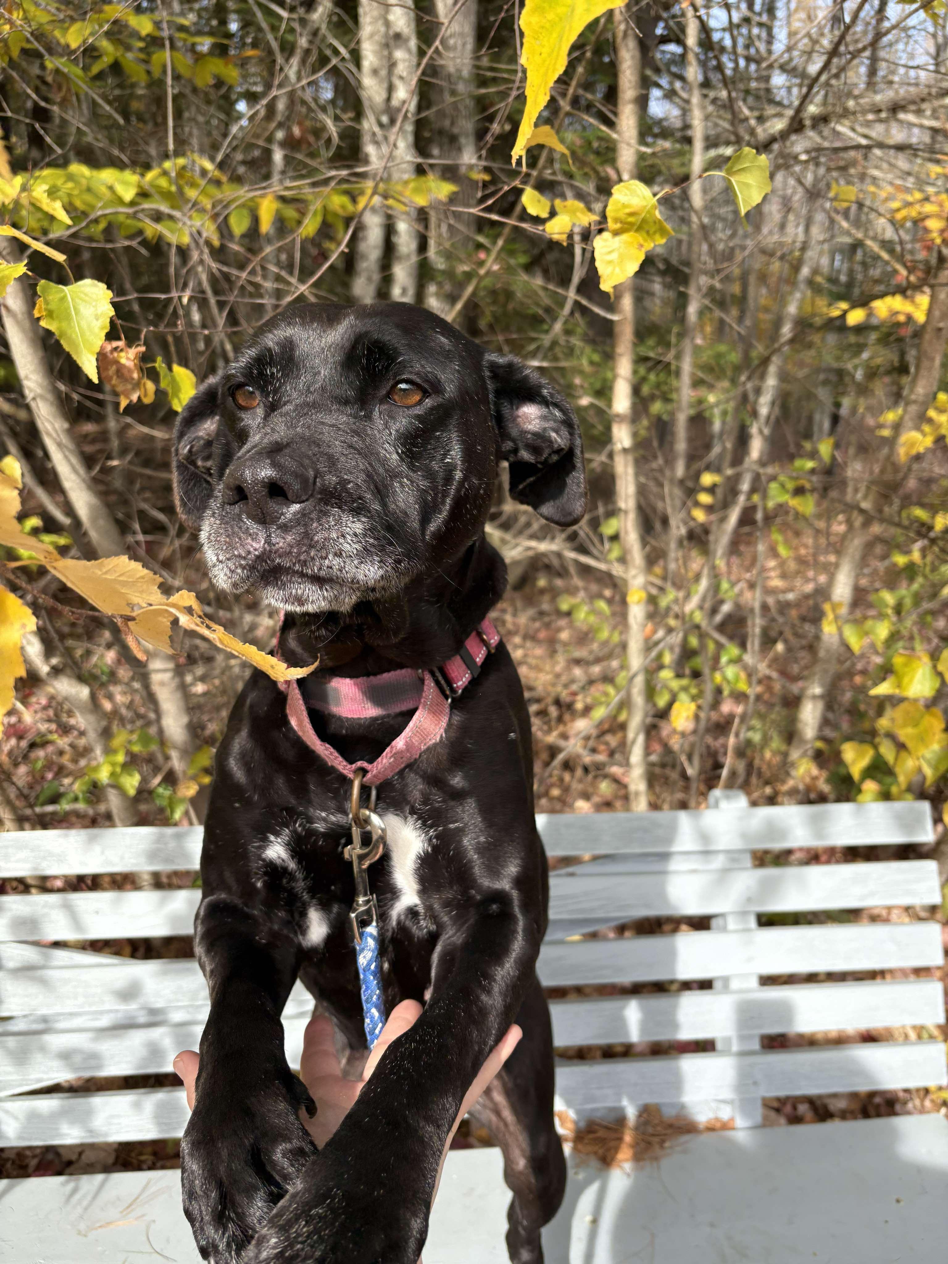 Enlarge Gypsy, a Adoptable mixed breed in Paris, ME image 2/4