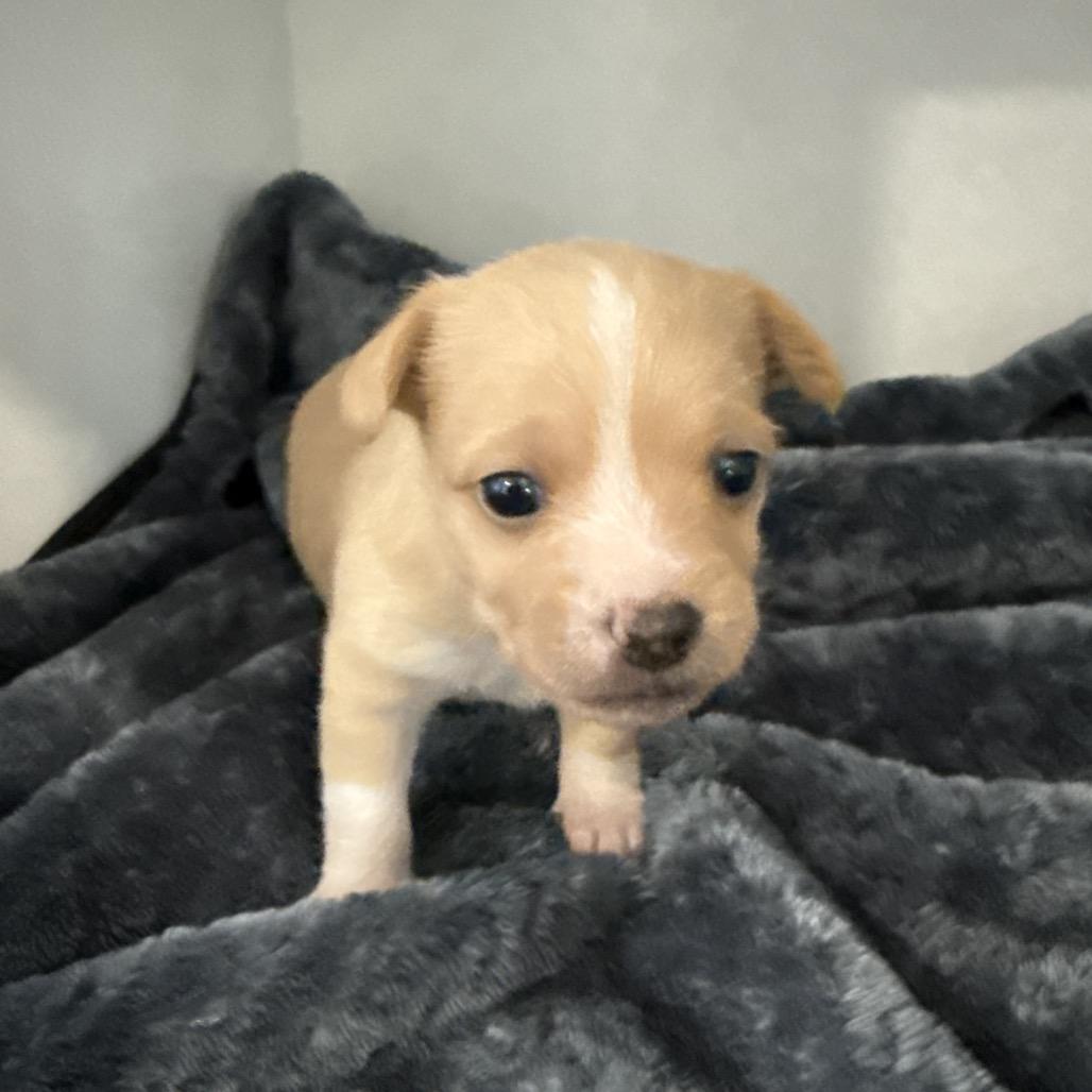 Penny, Adoptable, Puppy Female Terrier & Mixed Breed.