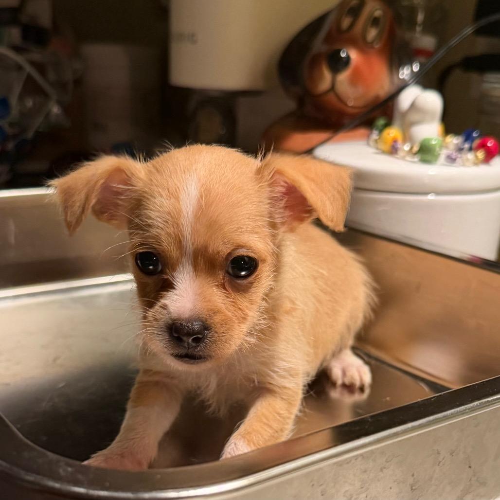 Enlarge Penny, a Adoptable mixed breed in Sacramento, CA image 3/5