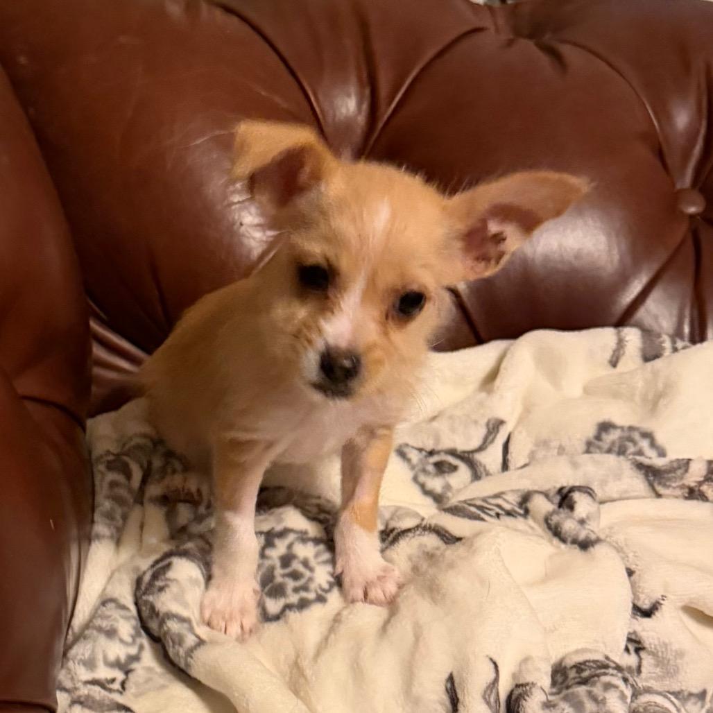Enlarge Penny, a Adoptable mixed breed in Sacramento, CA image 4/5