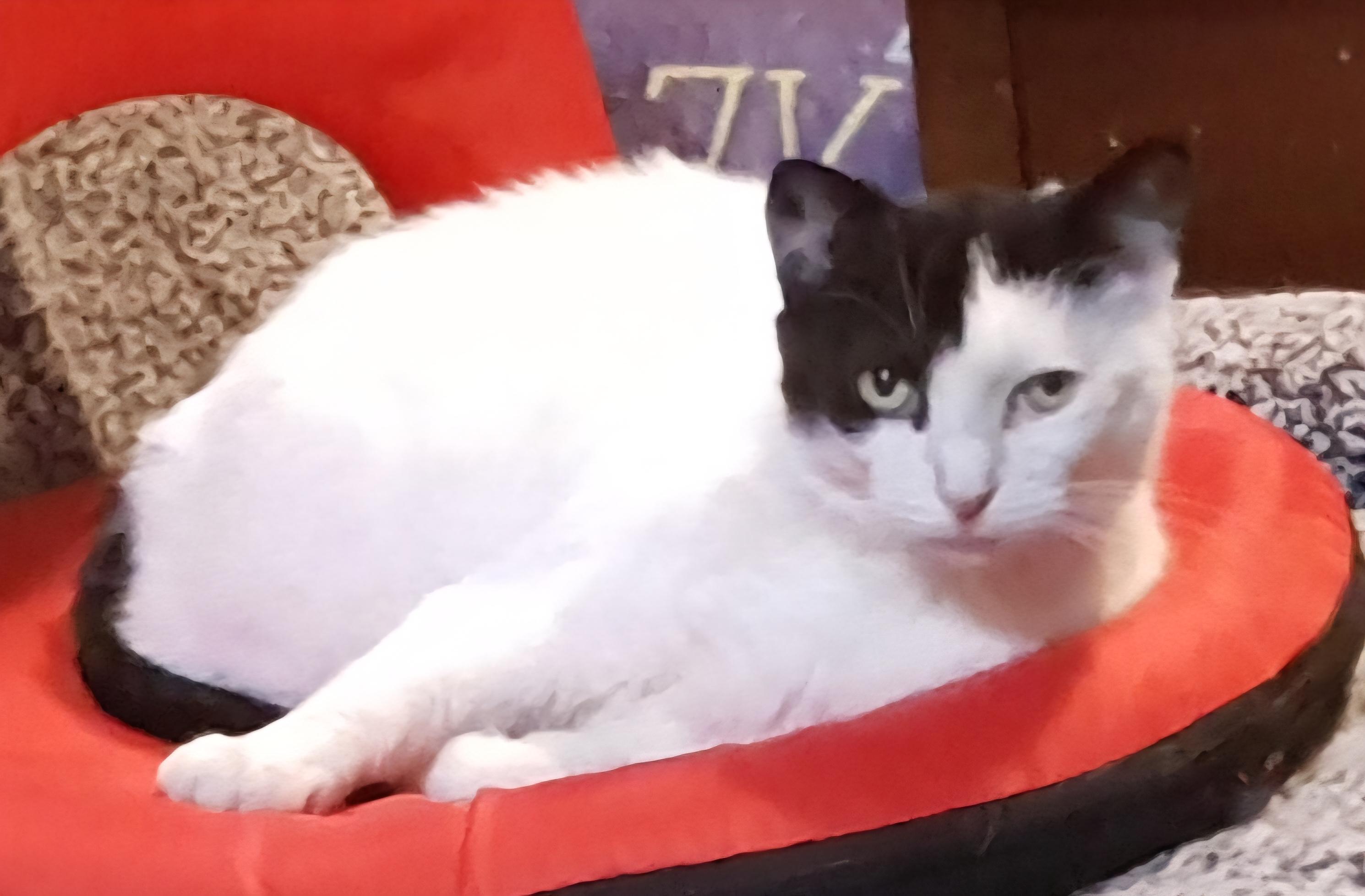 Enlarge Blue Joy, a Adoptable Turkish Van in River Forest, IL image 1/6