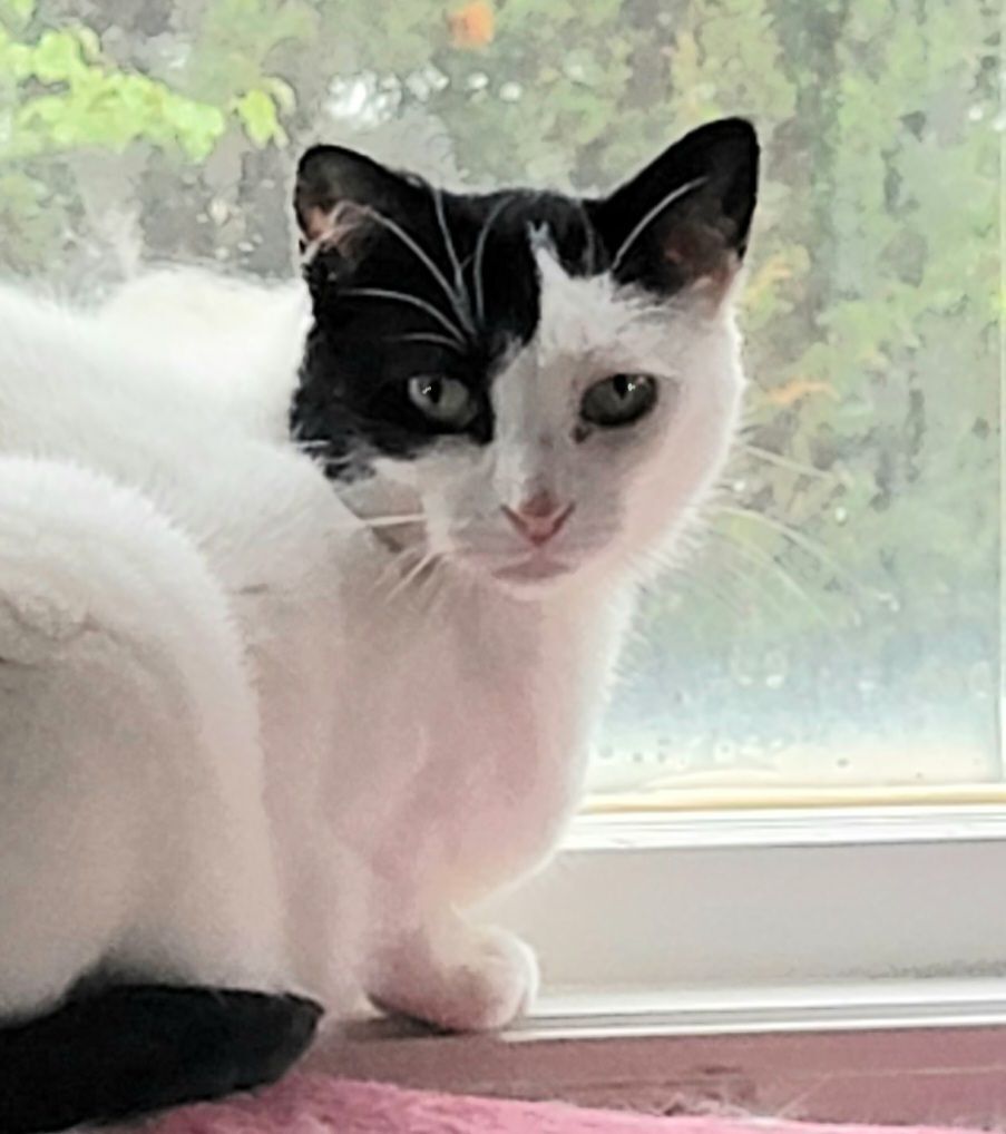 Enlarge Blue Joy, a Adoptable Turkish Van in River Forest, IL image 4/6