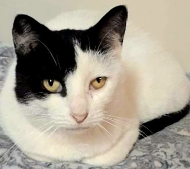 Enlarge Blue Joy, a Adoptable Turkish Van in River Forest, IL image 2/6