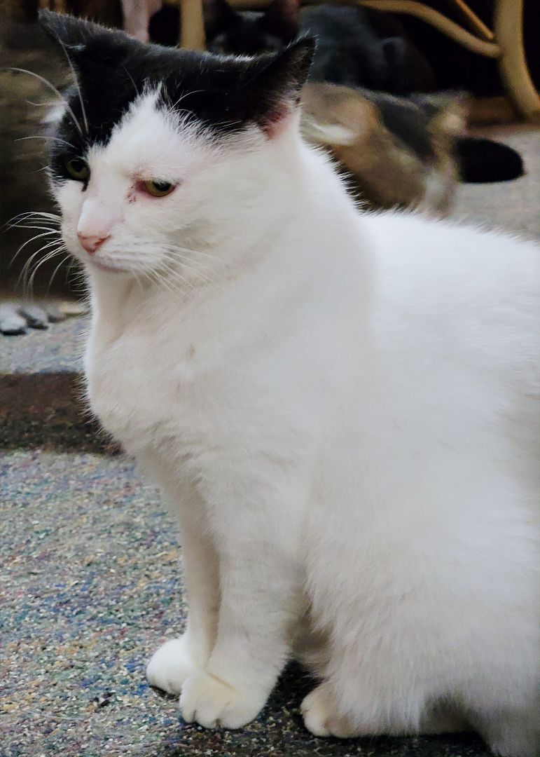 Enlarge Blue Joy, a Adoptable Turkish Van in River Forest, IL image 5/6