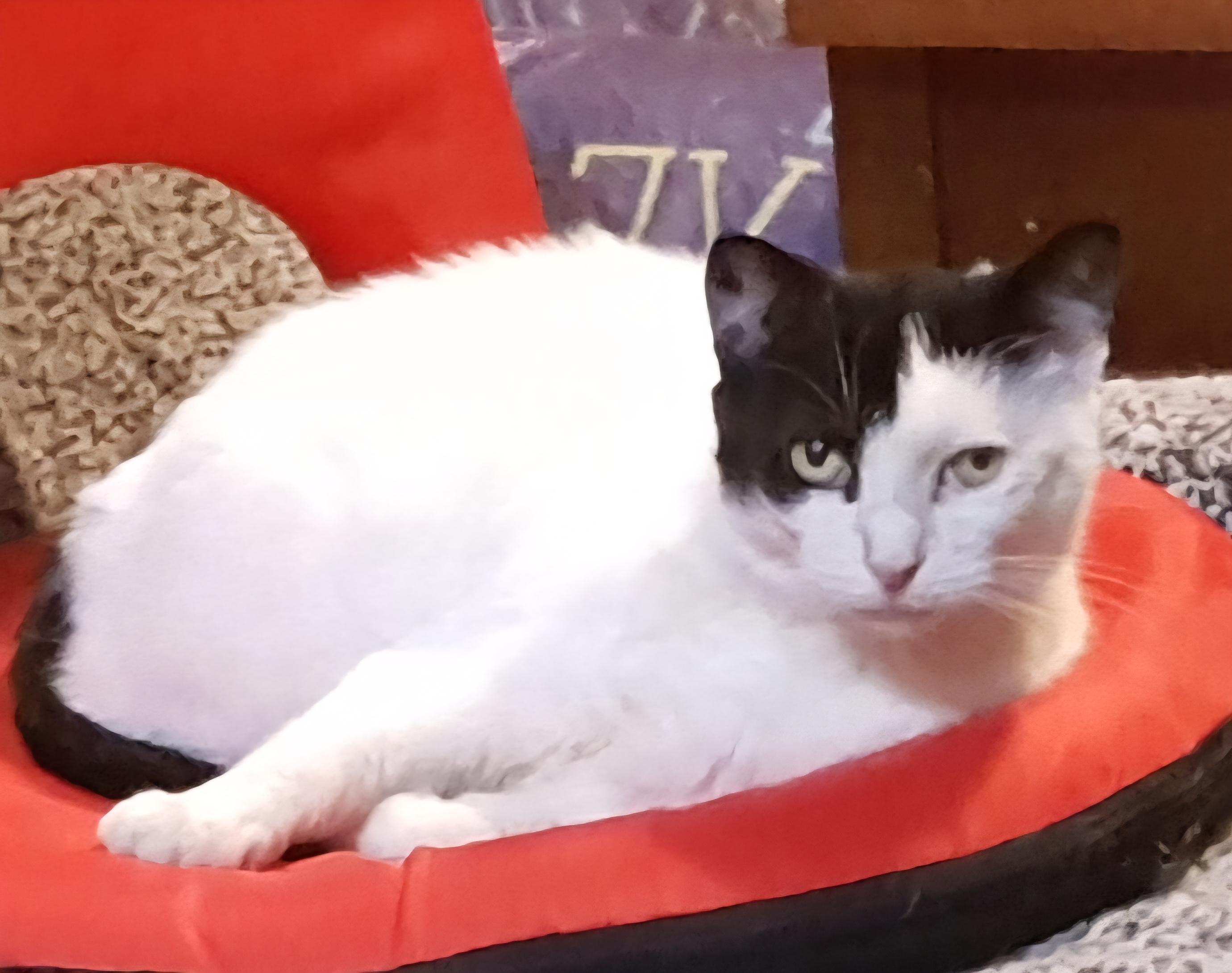 Enlarge Blue Joy, a Adoptable Turkish Van in River Forest, IL image 6/6