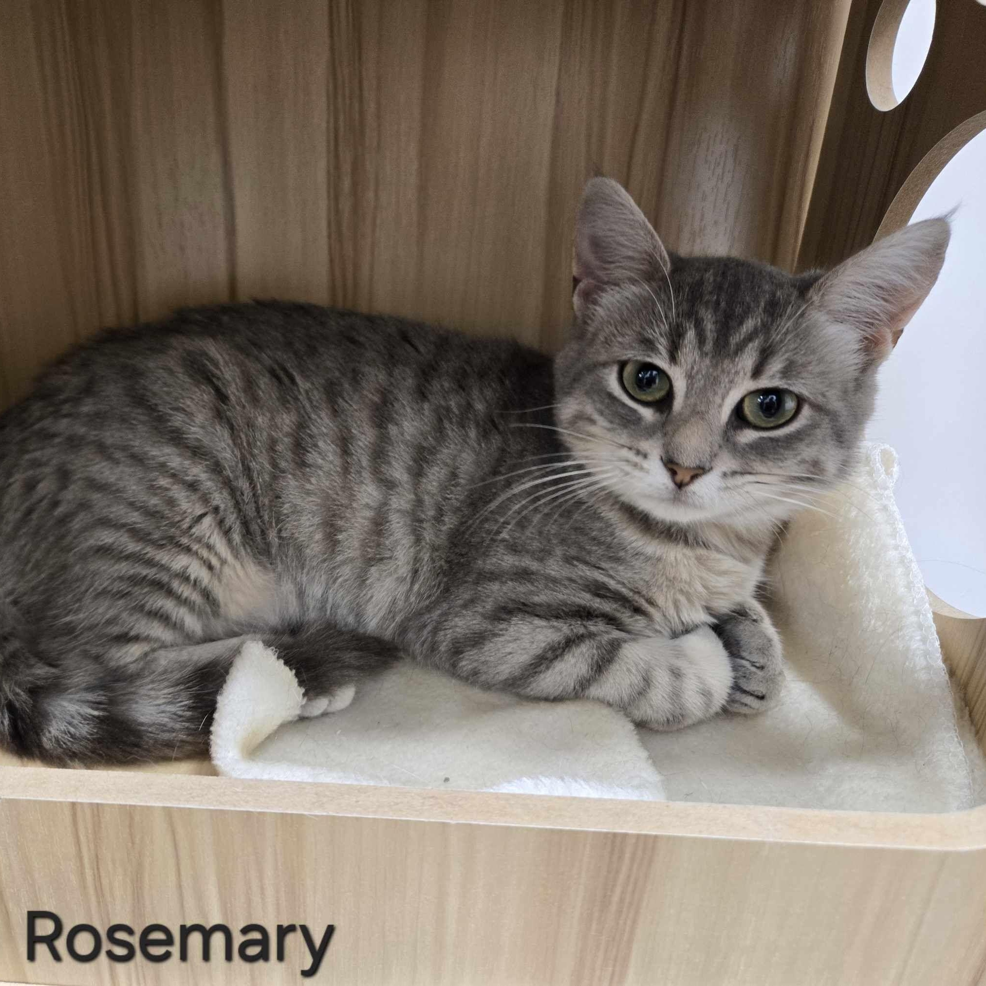 Rosemary, a Adoptable Domestic Short Hair in Sedalia, MO image 3/5