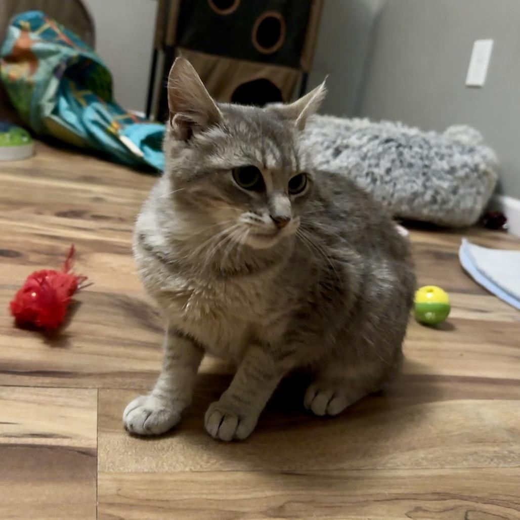 Rosemary, a Adoptable Domestic Short Hair in Sedalia, MO image 5/5