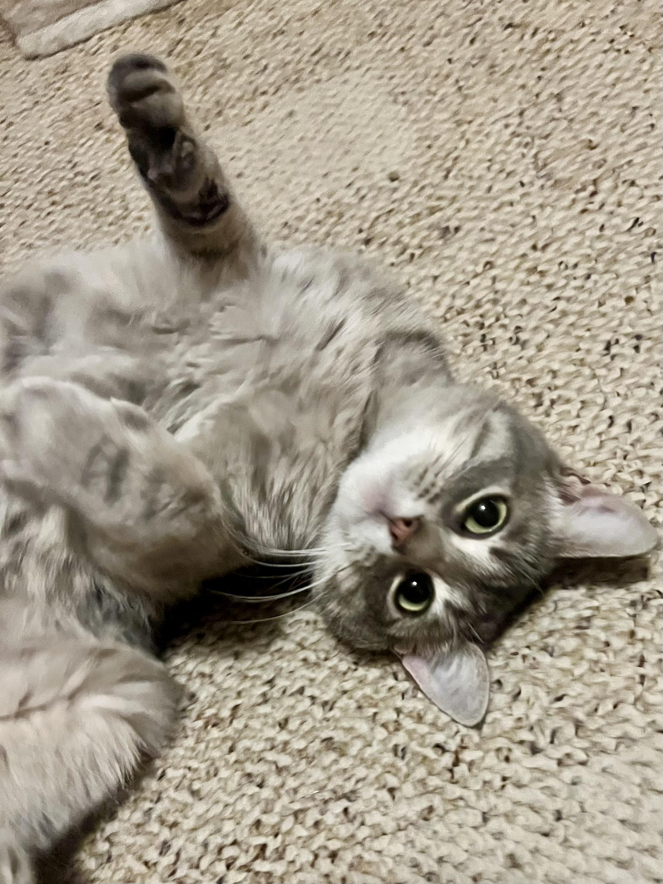 Rosemary, a Adoptable Domestic Short Hair in Sedalia, MO image 1/5