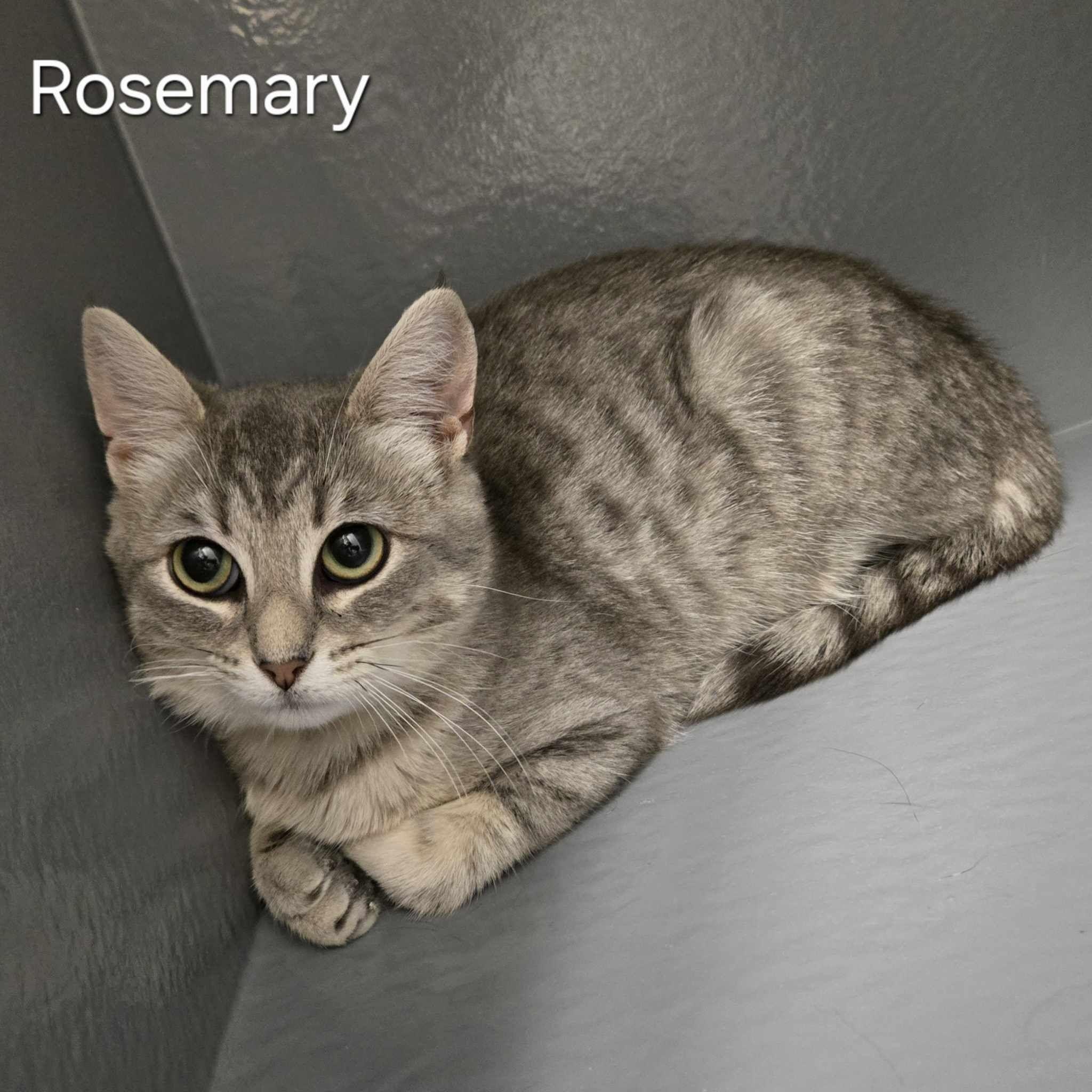 Rosemary, a Adoptable Domestic Short Hair in Sedalia, MO image 2/5