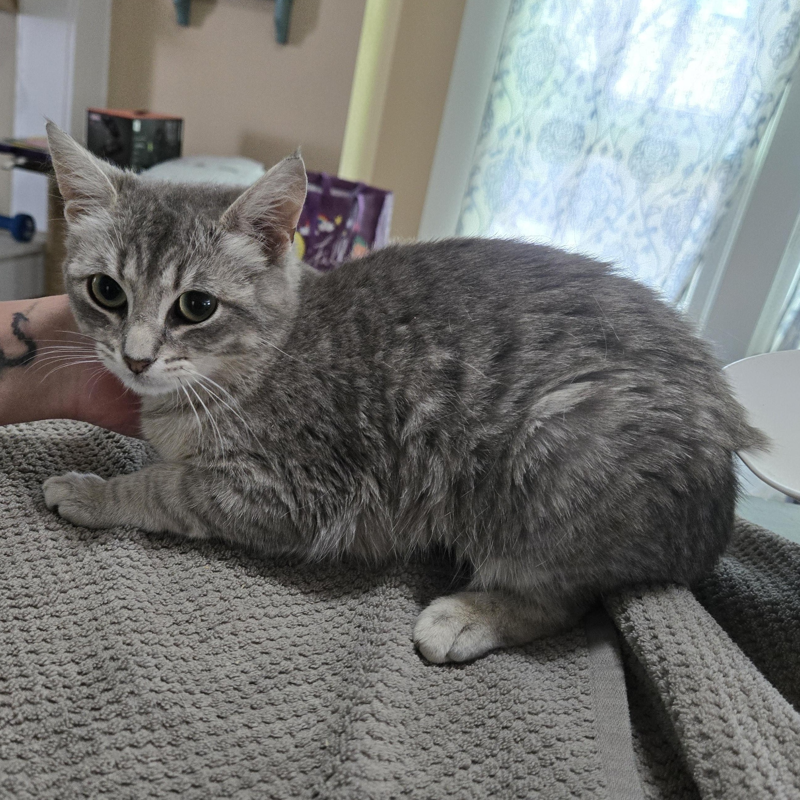 Rosemary, a Adoptable Domestic Short Hair in Sedalia, MO image 4/5