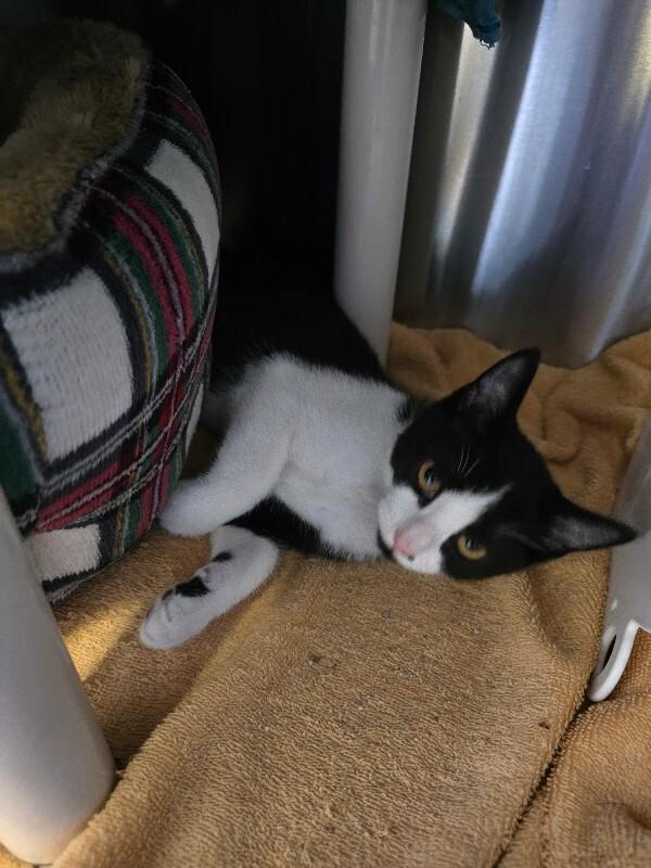 Monty, Adoptable, Young Male Domestic Short Hair.