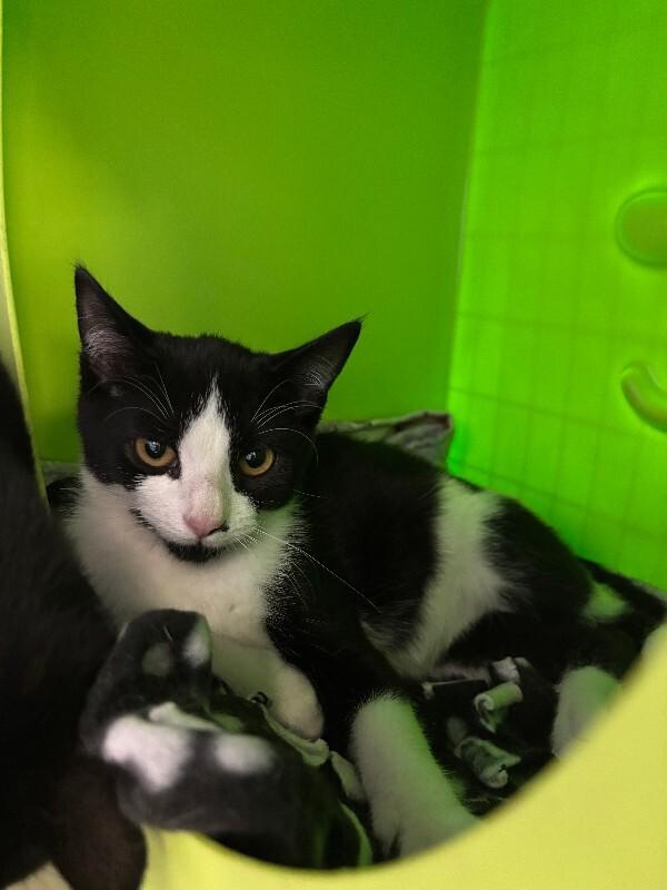Enlarge Monty, a Adoptable Domestic Short Hair in Cortland, NY image 2/6