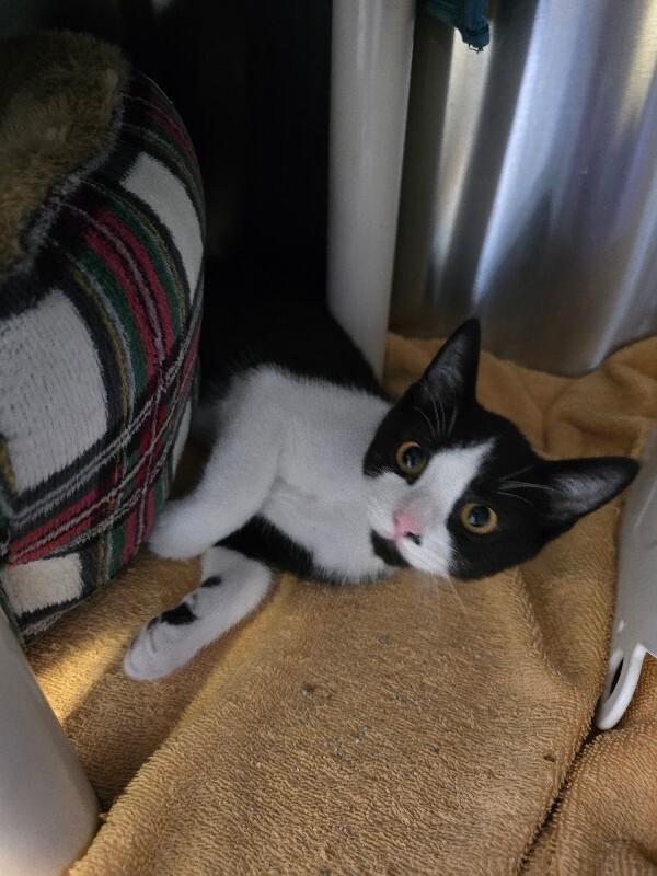 Enlarge Monty, a Adoptable Domestic Short Hair in Cortland, NY image 3/6