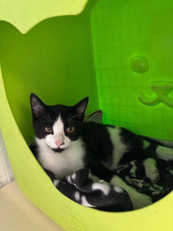 Enlarge Monty, a Adoptable Domestic Short Hair in Cortland, NY image 4/6