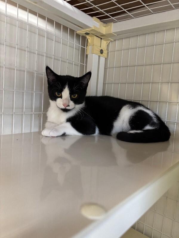 Enlarge Monty, a Adoptable Domestic Short Hair in Cortland, NY image 5/6