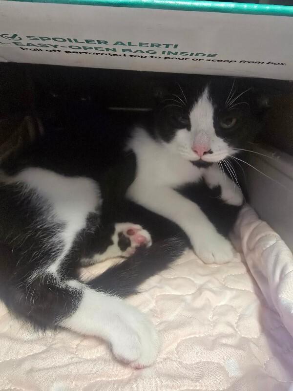 Enlarge Monty, a Adoptable Domestic Short Hair in Cortland, NY image 6/6