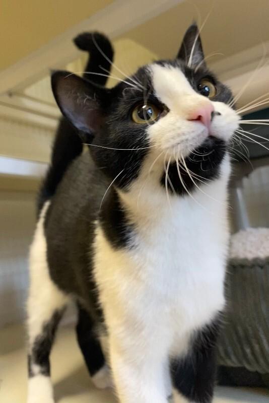 Enlarge Monty, a Adoptable Domestic Short Hair in Cortland, NY image 6/6