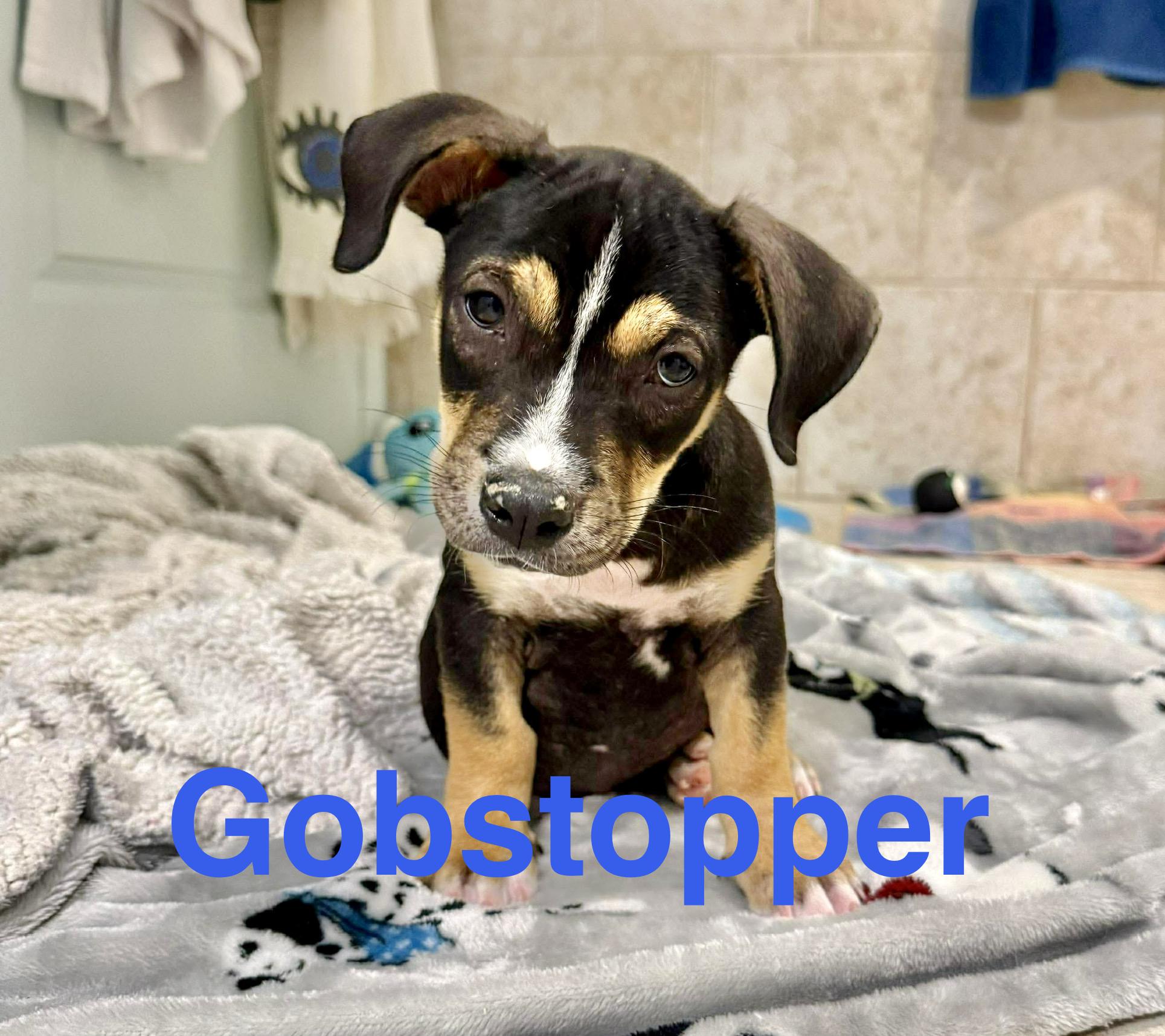 Enlarge Gobstopper , an adopted mixed breed in Bensalem, PA image 1/6