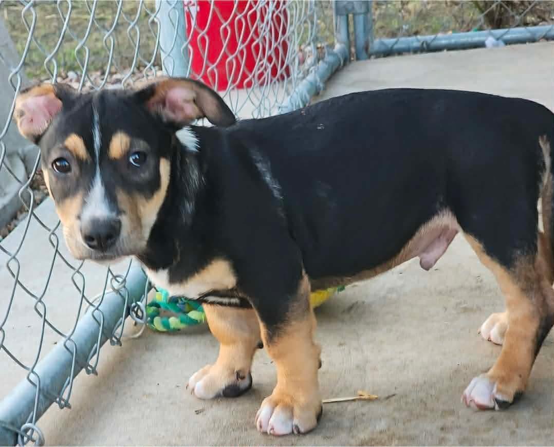 Enlarge Gobstopper , an adopted mixed breed in Bensalem, PA image 5/6