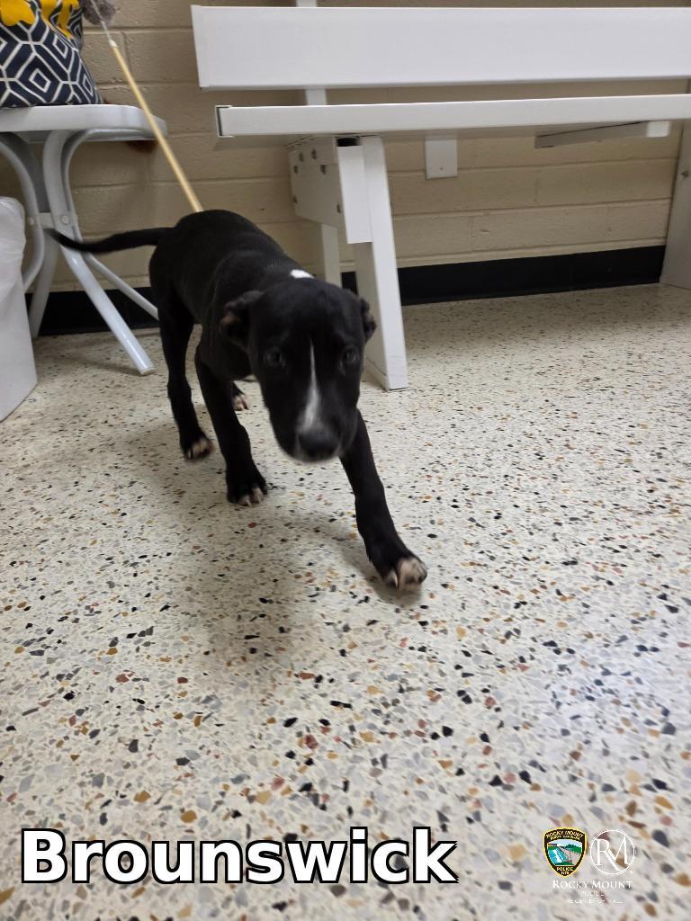 Brounswick, Adoptable, Puppy Male Pit Bull Terrier.