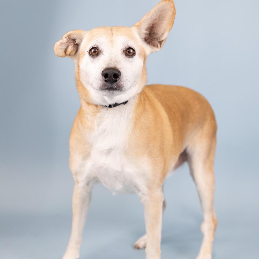 Meatball, Adoptable, Senior Male Mixed Breed.