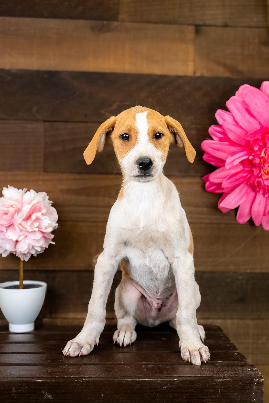 475-26, ADOPTABLE, Puppy Male Terrier.