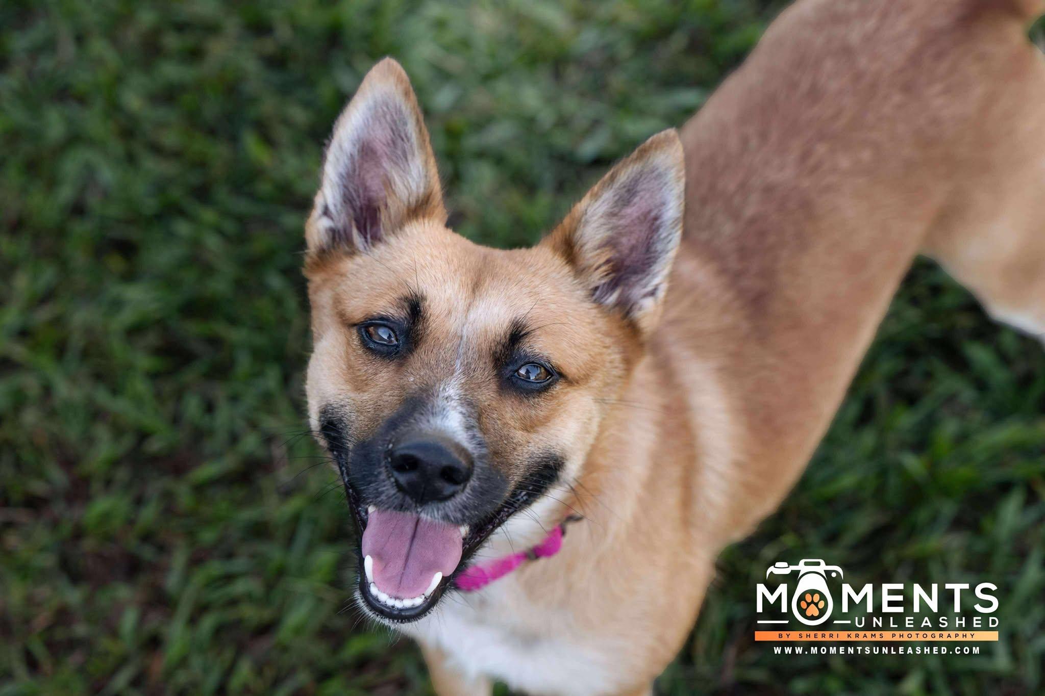 Ruffnut, Young Female Shiba Inu