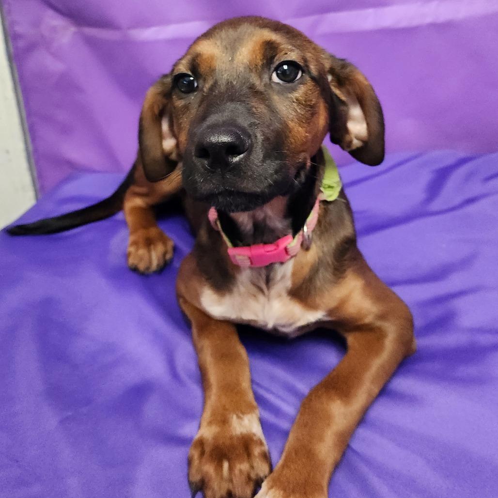 Taissa, Adoptable, Puppy Female Mixed Breed.