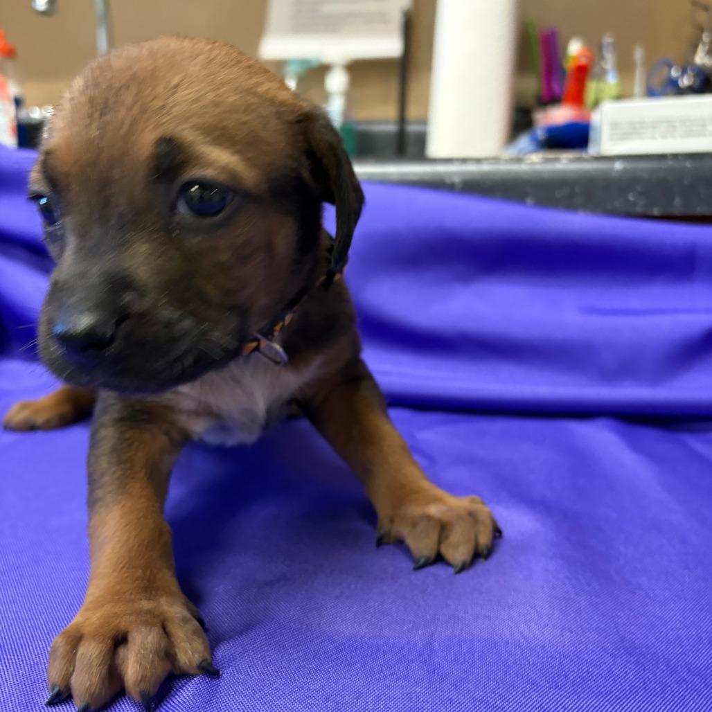 Enlarge Taissa, a Adoptable Mixed Breed in North Myrtle Beach, SC image 2/5