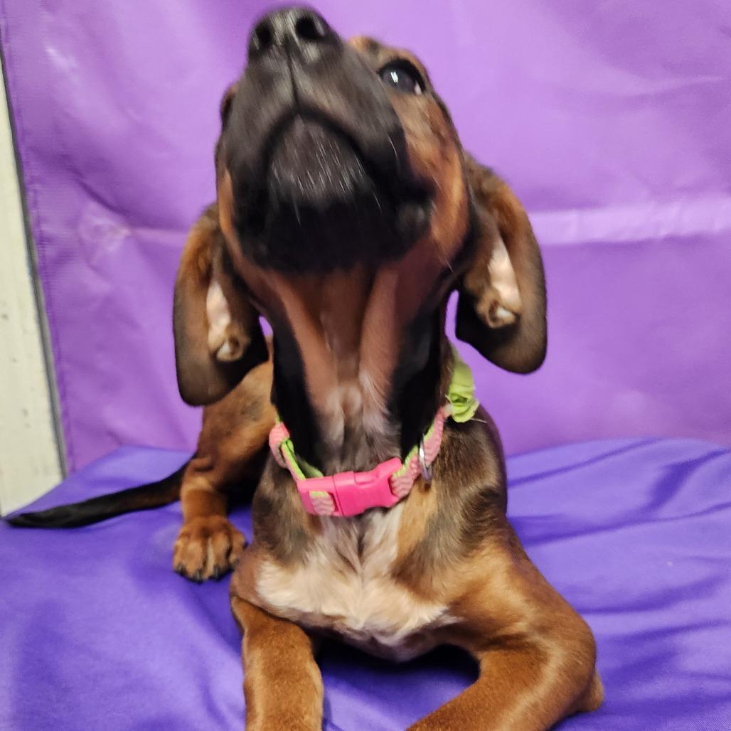 Enlarge Taissa, a Adoptable Mixed Breed in North Myrtle Beach, SC image 3/5