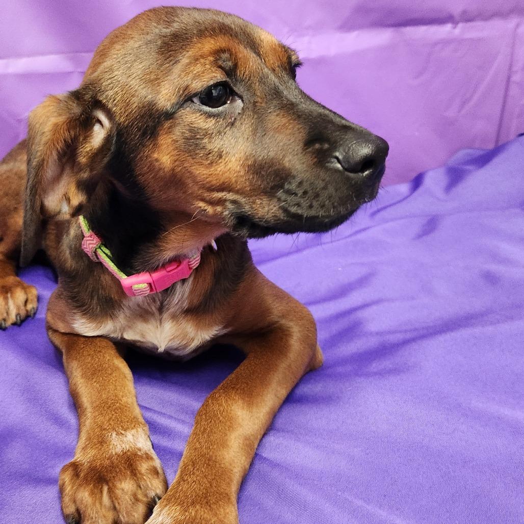 Enlarge Taissa, a Adoptable Mixed Breed in North Myrtle Beach, SC image 4/5