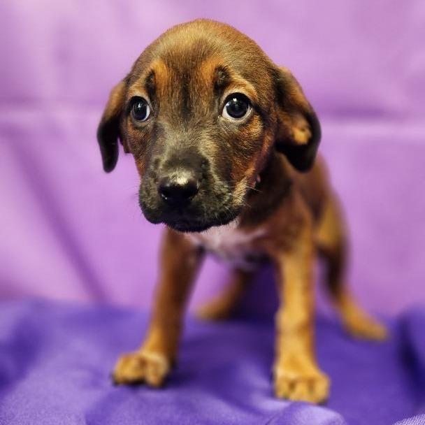 Enlarge Taissa, a Adoptable Mixed Breed in North Myrtle Beach, SC image 5/5