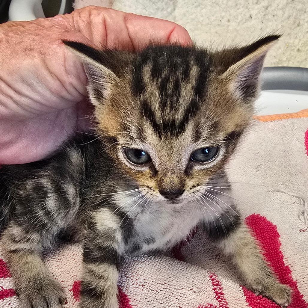 Leo, a Adoptable mixed breed in Madisonville, TN image 2/2