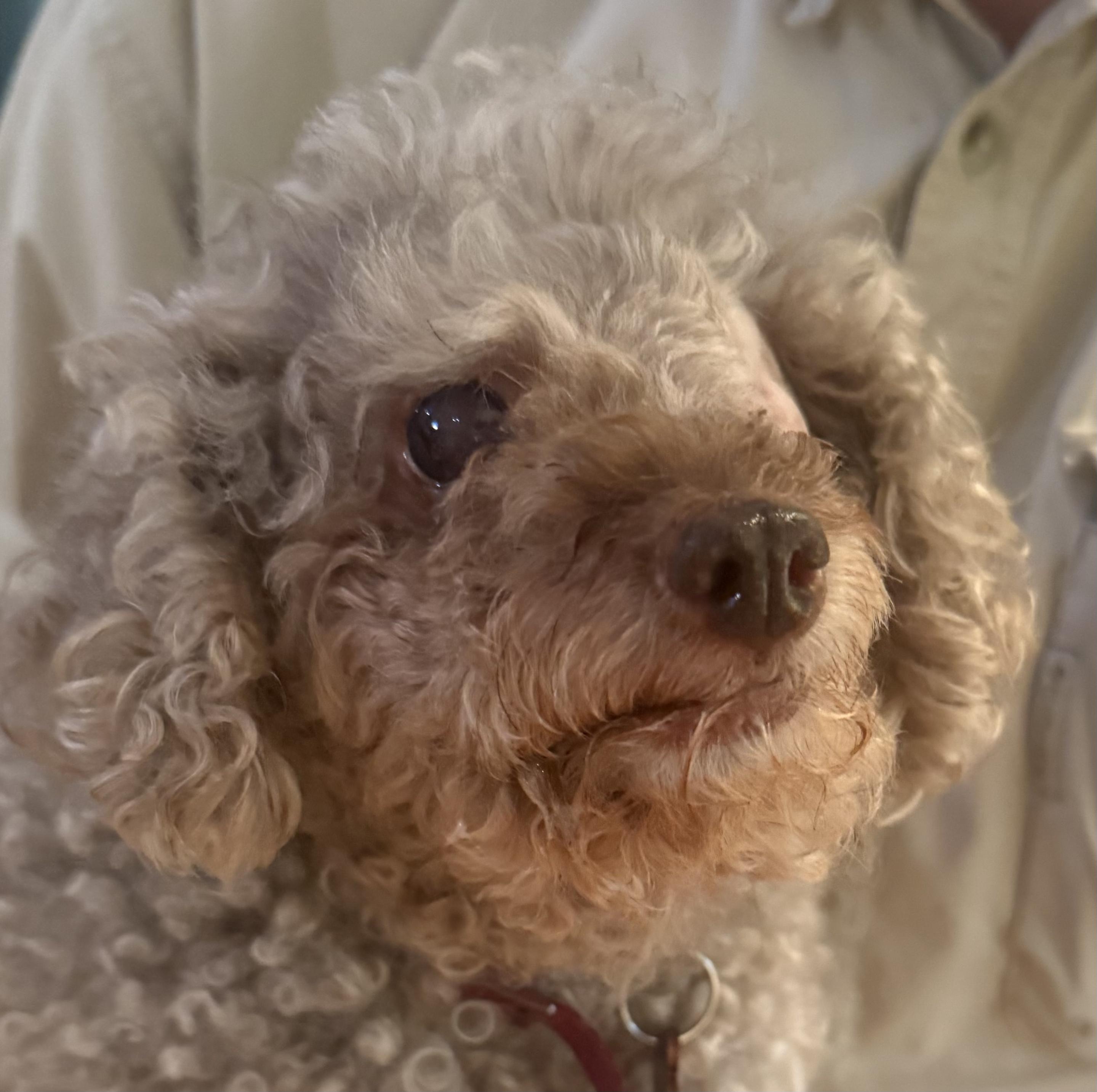 Bella Linda, ADOPTABLE, Senior Female Miniature Poodle.