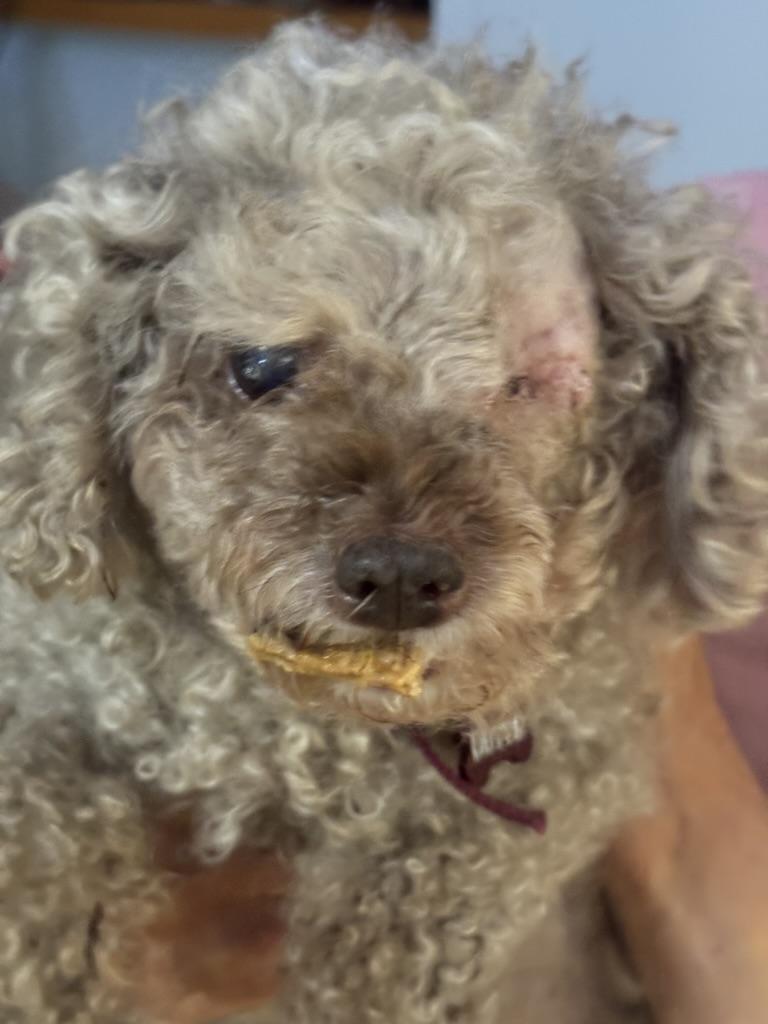 Bella Linda, a ADOPTABLE mixed breed in Wingdale, NY image 3/3