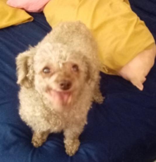 Bella Linda, ADOPTABLE, Senior Female Miniature Poodle.